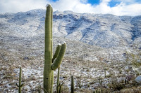 winter in Arizona